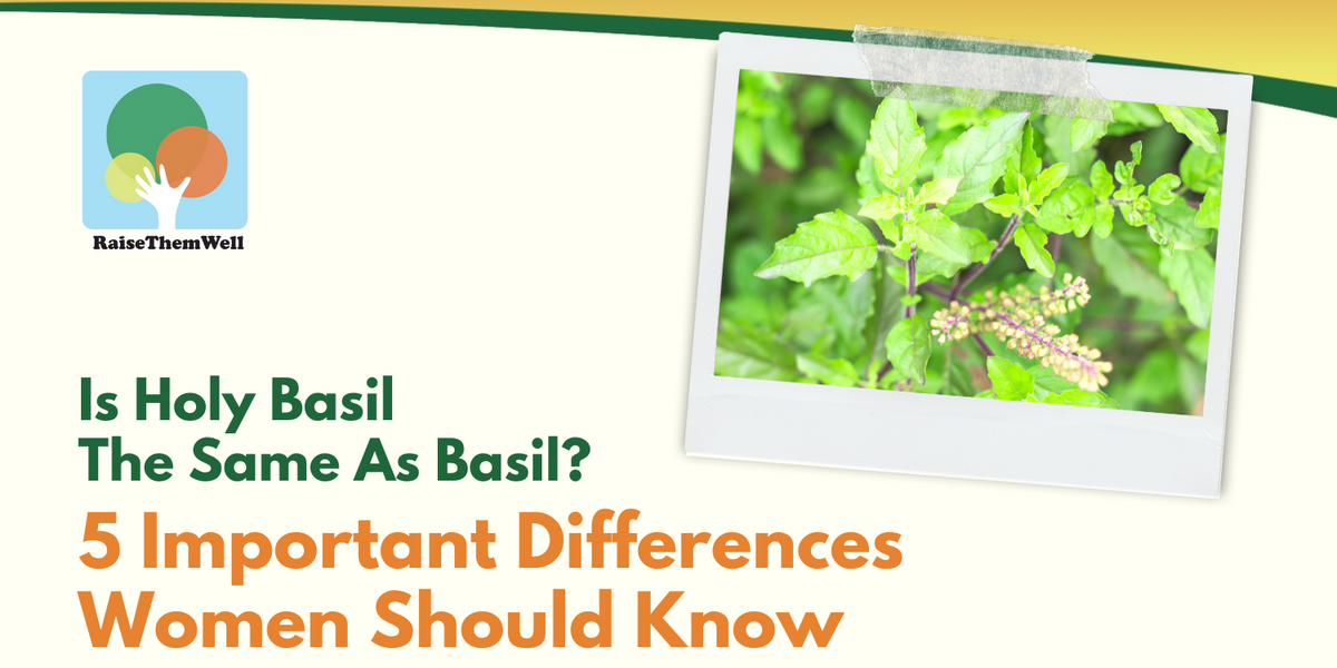 Holy Basil vs Basil: The Differences | Raise Them Well